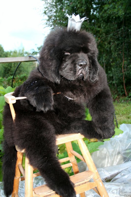 Фото: ньюфаундленд Chernaya Mafia Shengen Visa (Черная Мафия Шенген Виза)