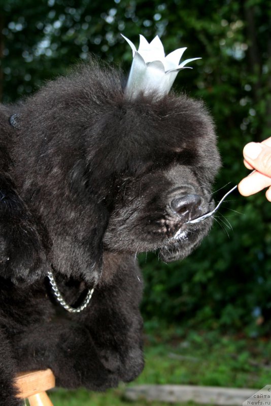 Фото: ньюфаундленд Chernaya Mafia Shengen Visa (Черная Мафия Шенген Виза)