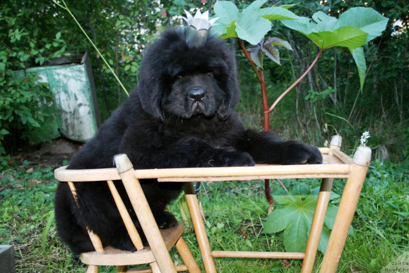 Фото: ньюфаундленд Chernaya Mafia Shengen Visa (Черная Мафия Шенген Виза)