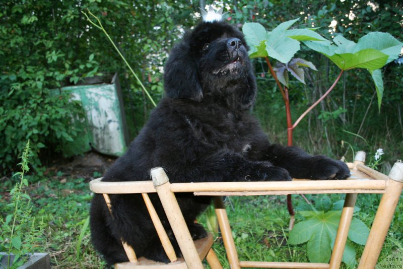 Фото: ньюфаундленд Chernaya Mafia Shengen Visa (Черная Мафия Шенген Виза)