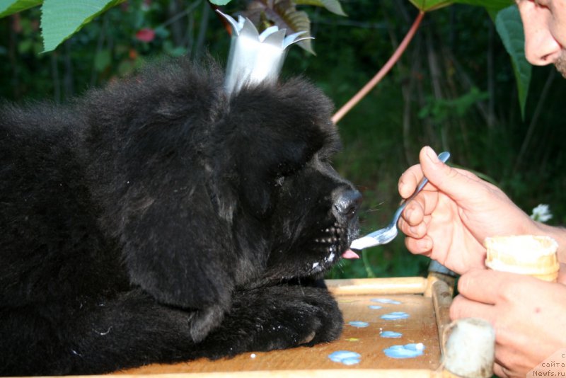 Фото: ньюфаундленд Chernaya Mafia Shengen Visa (Черная Мафия Шенген Виза)