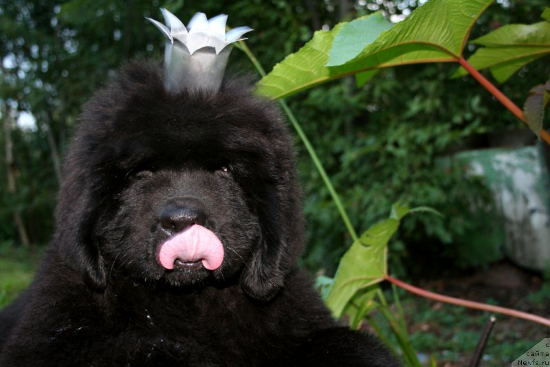 Фото: ньюфаундленд Chernaya Mafia Shengen Visa (Черная Мафия Шенген Виза)