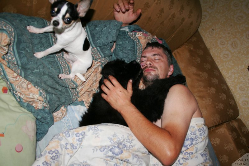 Фото: ньюфаундленд Chernaya Mafia Shengen Visa (Черная Мафия Шенген Виза)