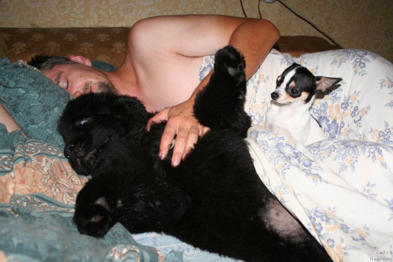 Фото: ньюфаундленд Chernaya Mafia Shengen Visa (Черная Мафия Шенген Виза)