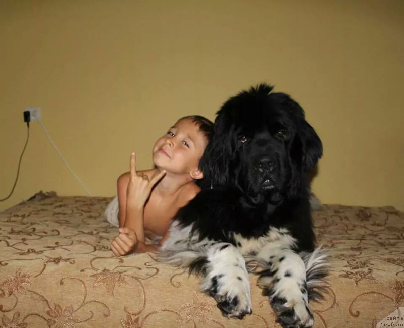 Фото: ньюфаундленд Plushevaya Panda Ferrero Rond Noir (Плюшевая Панда Ферреро Ронд Нуар)