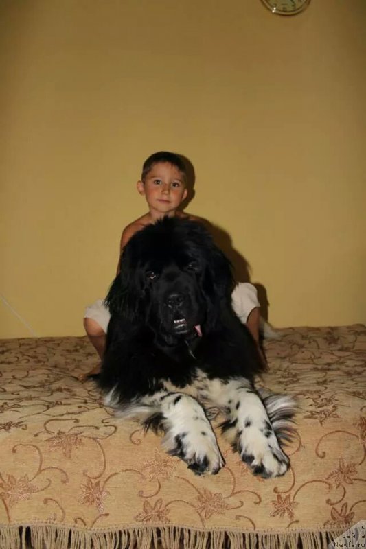 Фото: ньюфаундленд Plushevaya Panda Ferrero Rond Noir (Плюшевая Панда Ферреро Ронд Нуар)