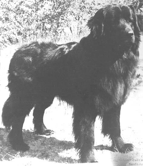 Фото: ньюфаундленд Viking Tiss (Викинг Тисс)