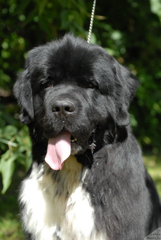 Фотография № 160907