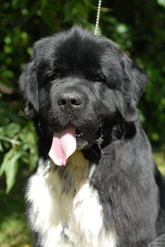 Фото: ньюфаундленд Sent Djons Griffin Glorius (Сент Джонс Гриффин Глориус)