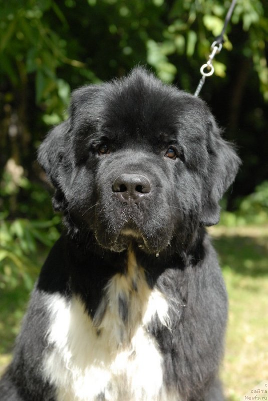 Фото: ньюфаундленд Sent Djons Griffin Glorius (Сент Джонс Гриффин Глориус)