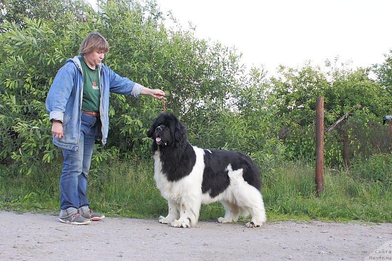 Фото: ньюфаундленд Super Premium Zheneva (Супер Премиум Женева)