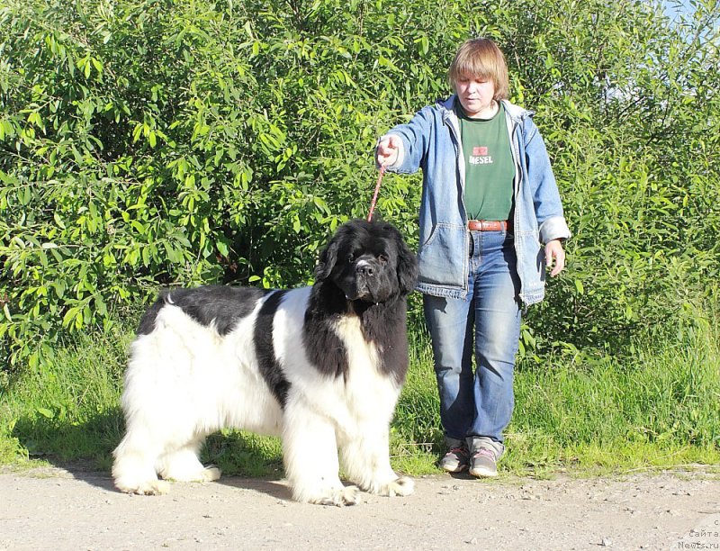 Фото: ньюфаундленд Super Premium Zheneva (Супер Премиум Женева)