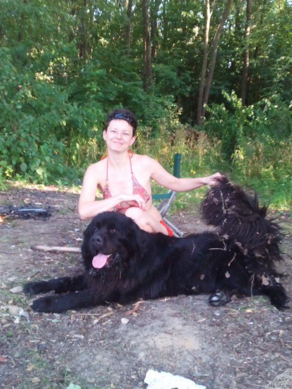 Фото: ньюфаундленд Van Len Taym Older (Ван Лен Тайм Олдер)