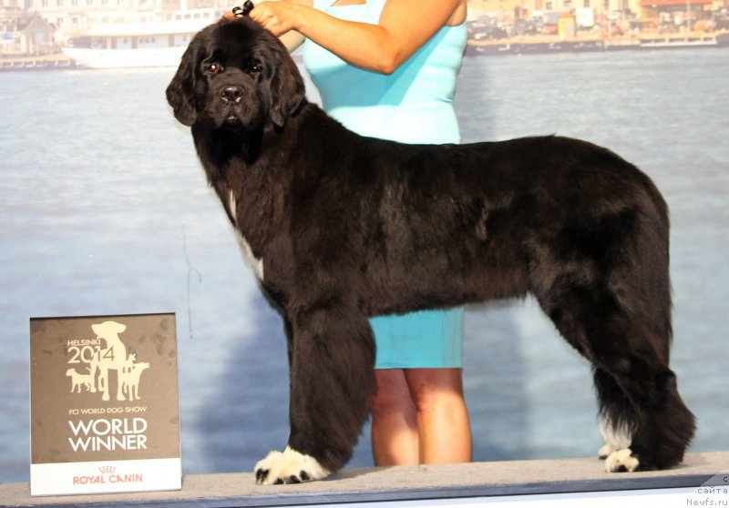Фото: ньюфаундленд Piternyuf O'mnia Praeclara Rara (Питерньюф О'Мниа Праэклара Рара)