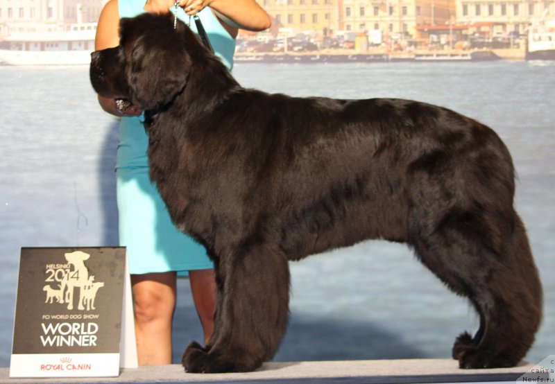 Фото: ньюфаундленд Piternyuf Monte Kristo (Питерньюф Монте Кристо)