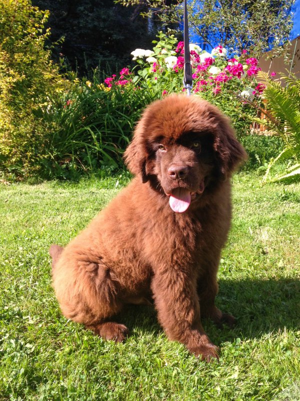 Фотография № 160934