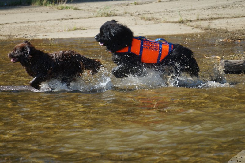 Фото: ньюфаундленд SHardone s Berega Dona (Шардоне с Берега Дона), ньюфаундленд Charuyuschiy Chezario (Чарующий Чезарио)