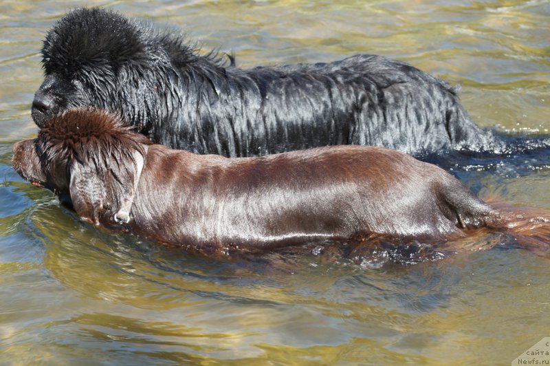 Фото: ньюфаундленд SHardone s Berega Dona (Шардоне с Берега Дона), ньюфаундленд Charuyuschiy Chezario (Чарующий Чезарио)