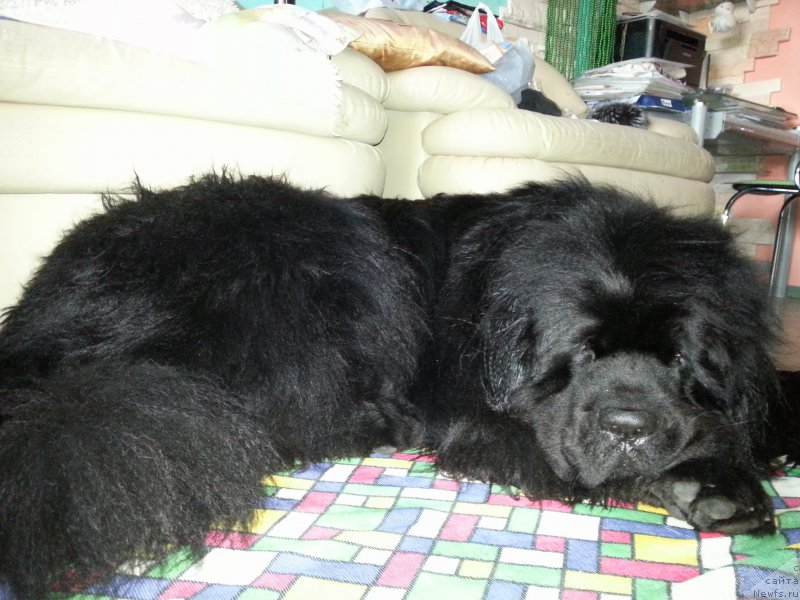 Фото: ньюфаундленд Kamelot King (Камелот Кинг)