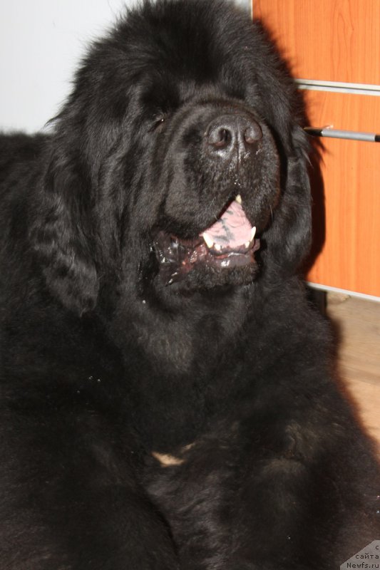 Фото: ньюфаундленд Ih Vyisochestvo Glamur Dodji (Их Высочество Гламур Доджи)