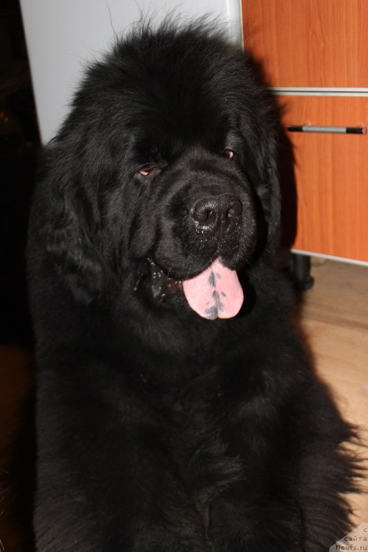 Фото: ньюфаундленд Ih Vyisochestvo Glamur Dodji (Их Высочество Гламур Доджи)