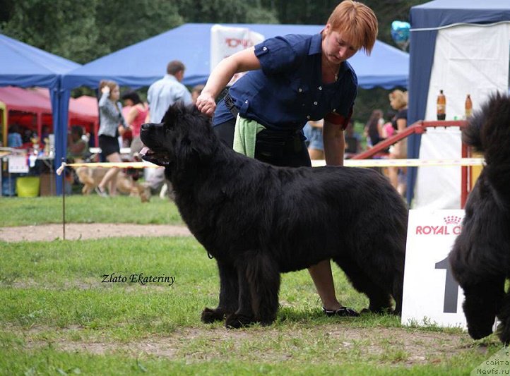 Фото: ньюфаундленд Grand Byebi Ariadna (Гранд Бэби Ариадна)