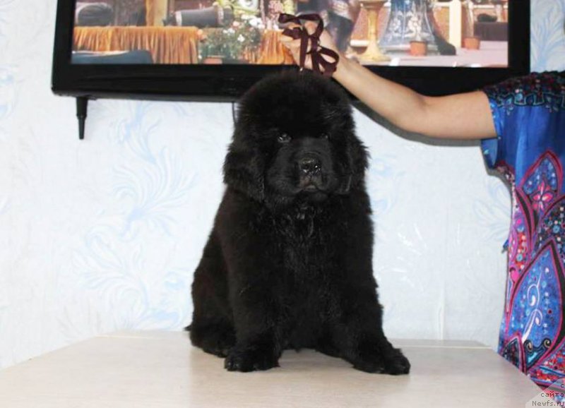 Фото: ньюфаундленд Chernaya Mafia She is a Lady (Черная Мафия Ше ис а Ладу)