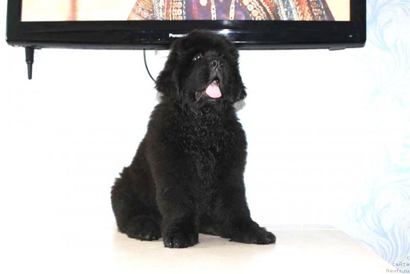 Фото: ньюфаундленд Chernaya Mafia She is a Lady (Черная Мафия Ше ис а Ладу)