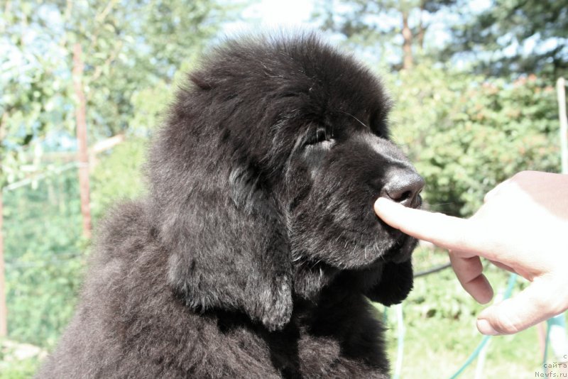 Фото: ньюфаундленд Chernaya Mafia Shape of my Heart (Черная Мафия Шапе оф му Хеарт)