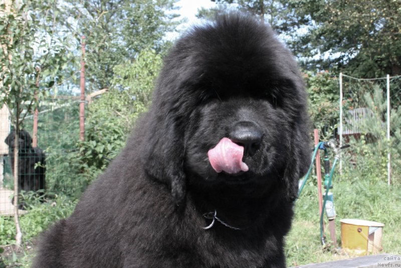 Фото: ньюфаундленд Chernaya Mafia Shape of my Heart (Черная Мафия Шапе оф му Хеарт)