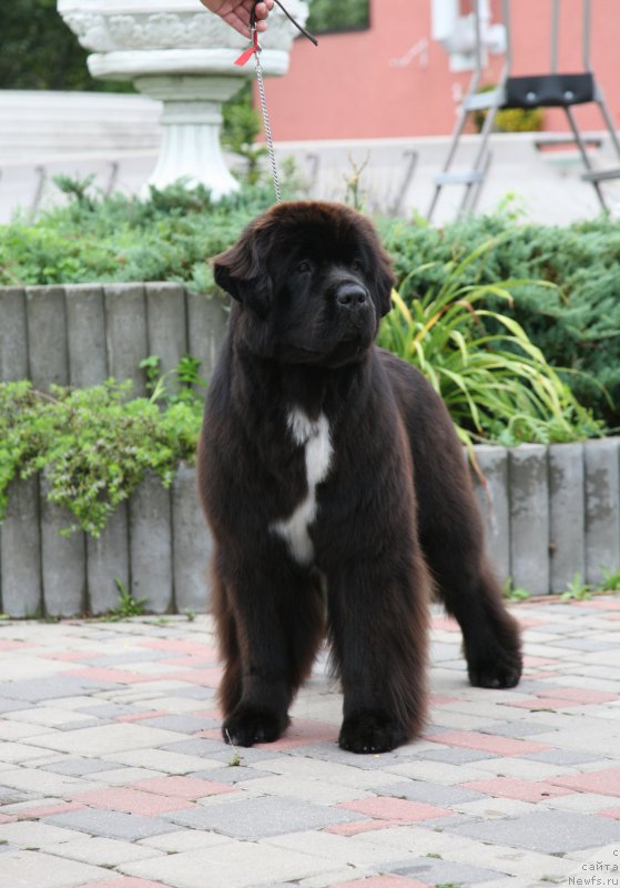 Фото: ньюфаундленд Dark Pride Vertu (Дак Прайд Верту)