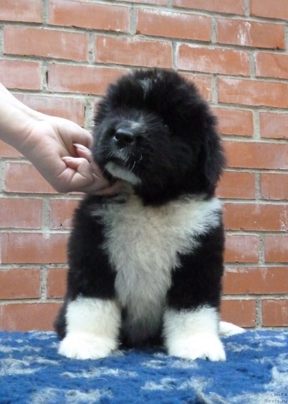 Фото: ньюфаундленд Super Premium Rio de Janeiro (Супер Премиум Рио де Жанейро)