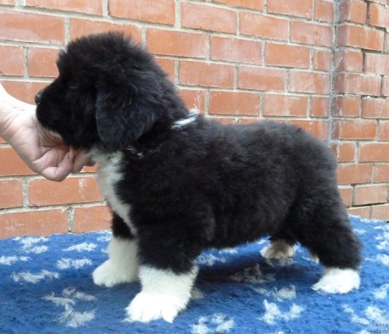 Фото: ньюфаундленд Super Premium Rio de Janeiro (Супер Премиум Рио де Жанейро)