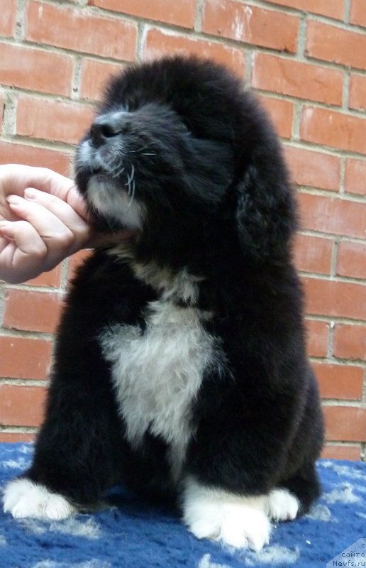 Фото: ньюфаундленд Super Premium Richard Tretiy (Супер Премиум Ричард Третий)