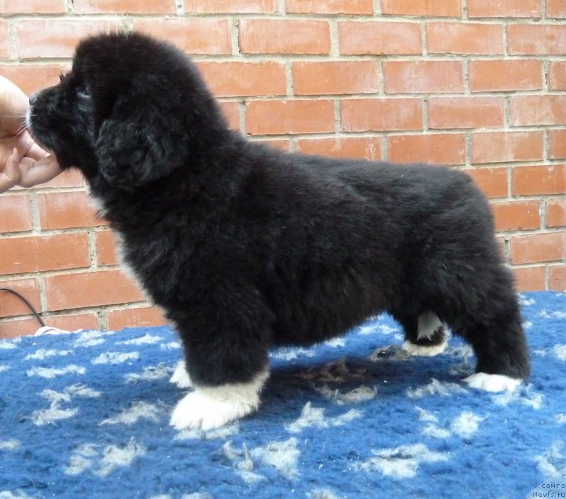 Фото: ньюфаундленд Super Premium Richard Tretiy (Супер Премиум Ричард Третий)