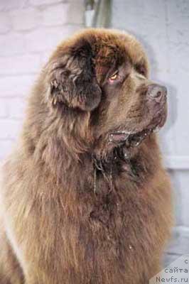 Фото: ньюфаундленд YOran s Berega Dona (Ёран с Берега Дона)