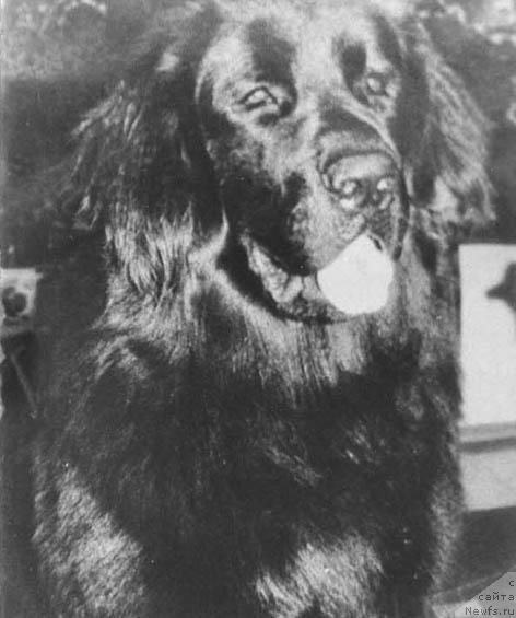 Фото: ньюфаундленд Vil'yar Tiss (Вильяр Тисс)