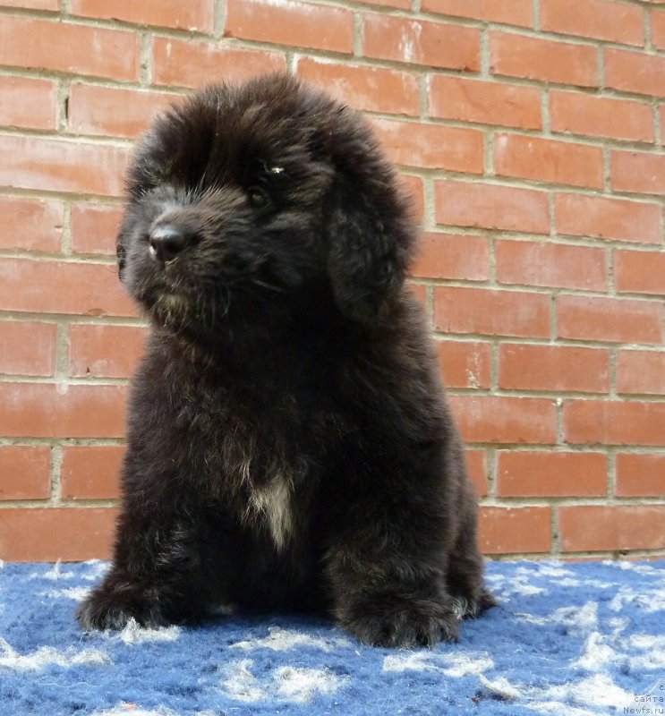 Фото: ньюфаундленд Super Premium Roksi (Супер Премиум Рокси)