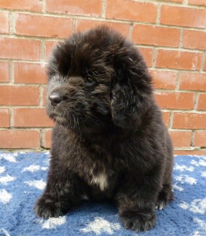 Фото: ньюфаундленд Super Premium Roksi (Супер Премиум Рокси)