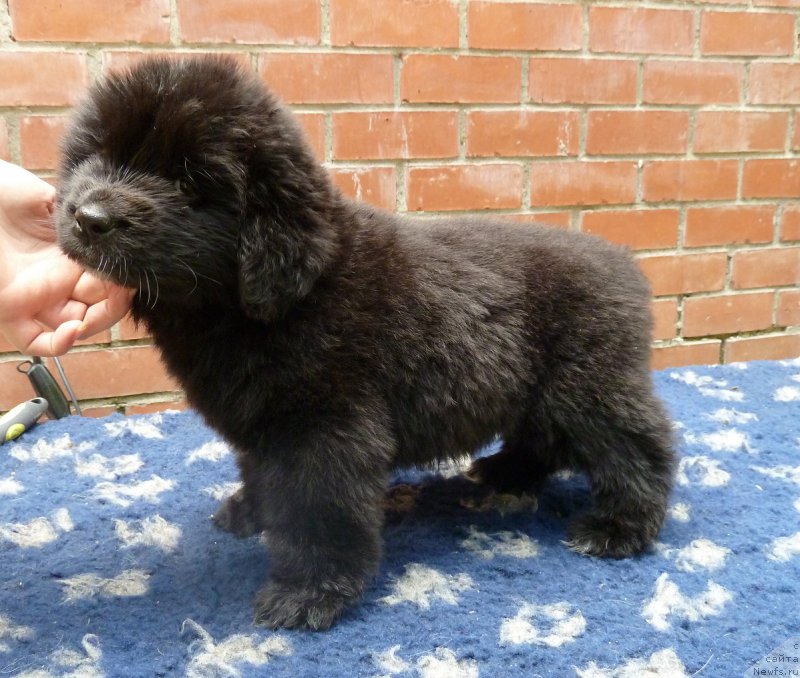 Фото: ньюфаундленд Super Premium Roksi (Супер Премиум Рокси)