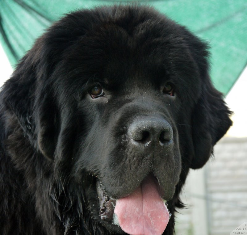 Фото: ньюфаундленд Chernyj Chank s Berega Dona (Черный Чанк с Берега Дона)