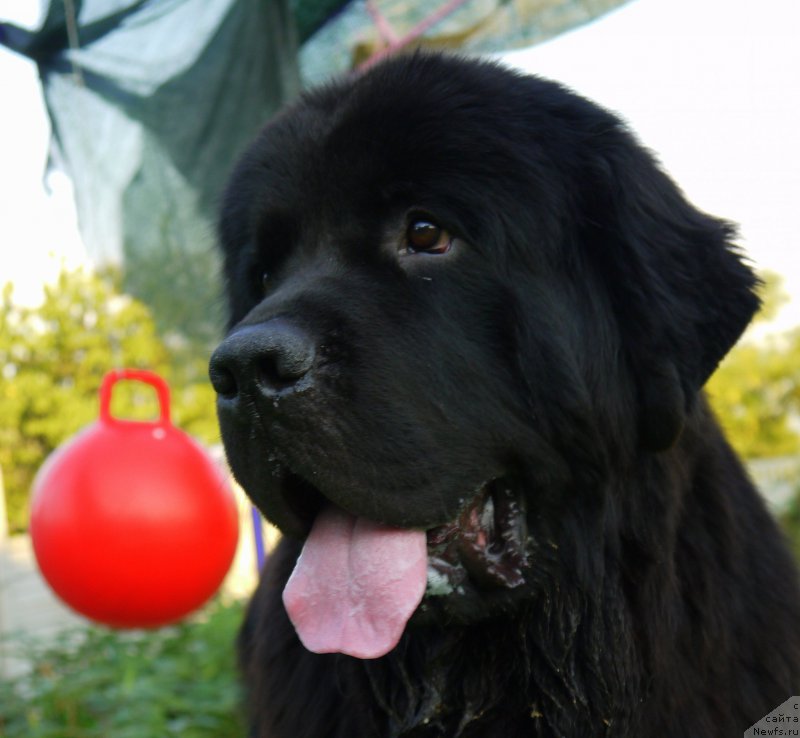 Фото: ньюфаундленд Chernyj Chank s Berega Dona (Черный Чанк с Берега Дона)