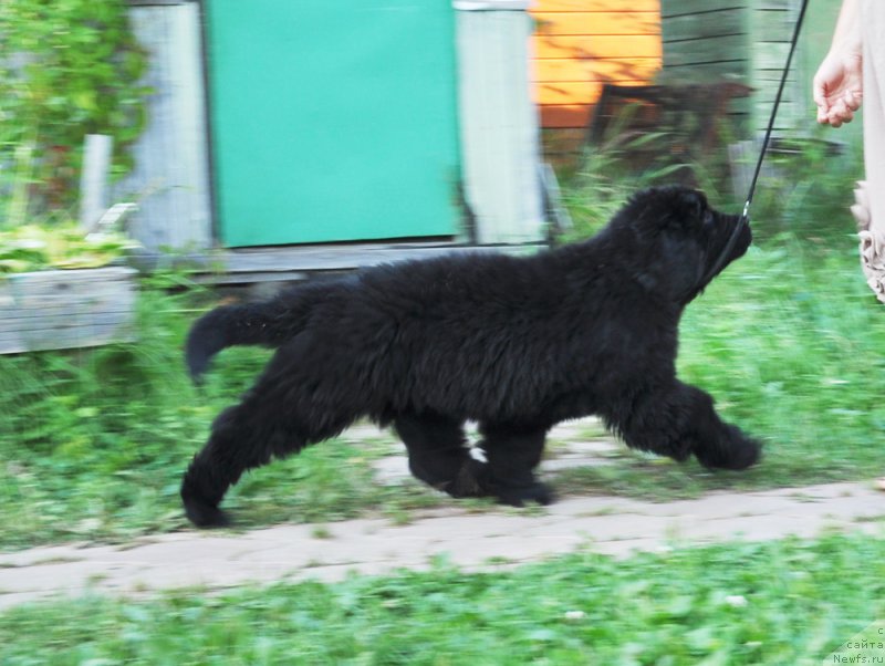 Фотография № 161039