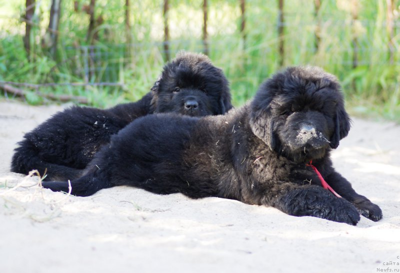 Фотография № 161040