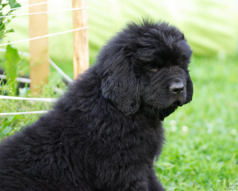 Фотография № 161041