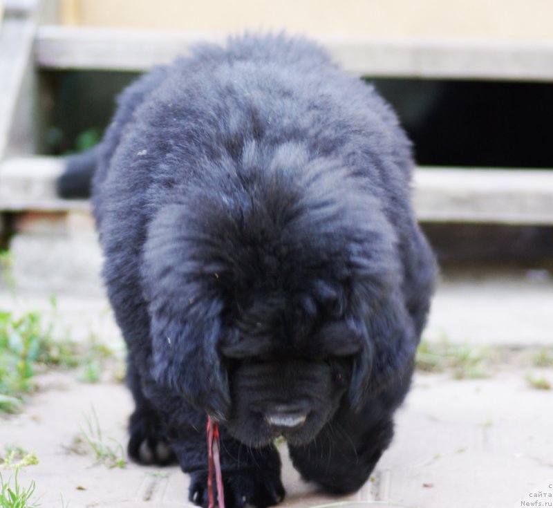 Фотография № 161043