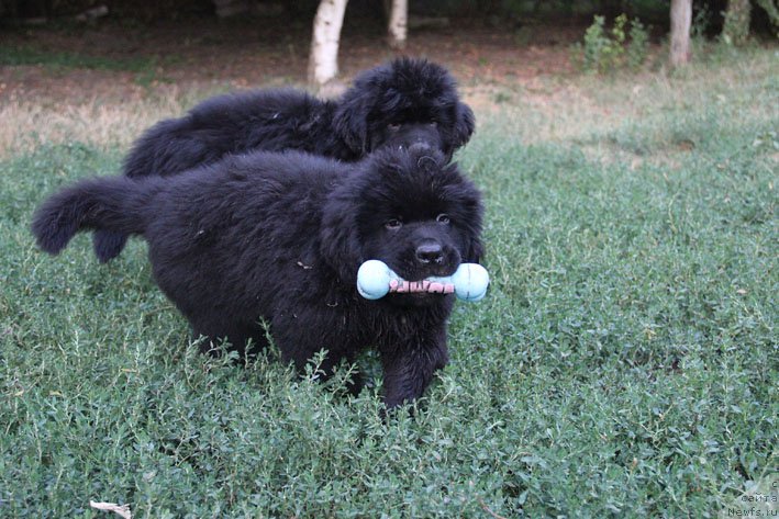 Фото: ньюфаундленд Aramis s Berega Dona (Арамис с Берега Дона), ньюфаундленд A'Portos s Berega Dona (А'Портос с Берега Дона)