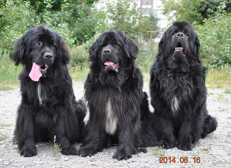 Фотография № 161049