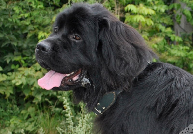 Фотография № 161052