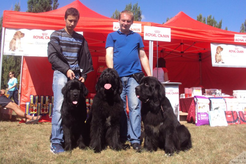 Фото: ньюфаундленд Big Sky Bear Brezza Di Mare, ньюфаундленд Angel Khranitel Vilmar, ньюфаундленд Big Sky Bear Biancaneve